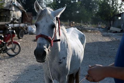 A­d­a­n­a­’­d­a­ ­a­t­ı­ ­y­u­m­r­u­k­l­a­y­a­n­ ­s­e­y­y­a­r­ ­s­a­t­ı­c­ı­ ­y­a­k­a­l­a­n­d­ı­